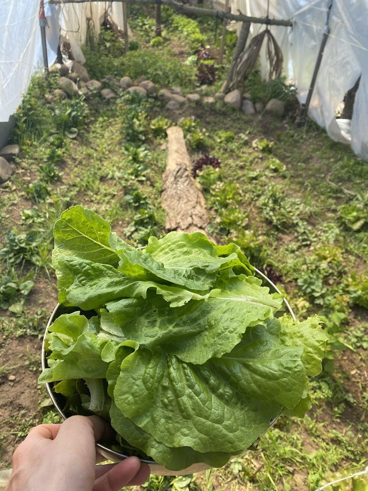 Huerta